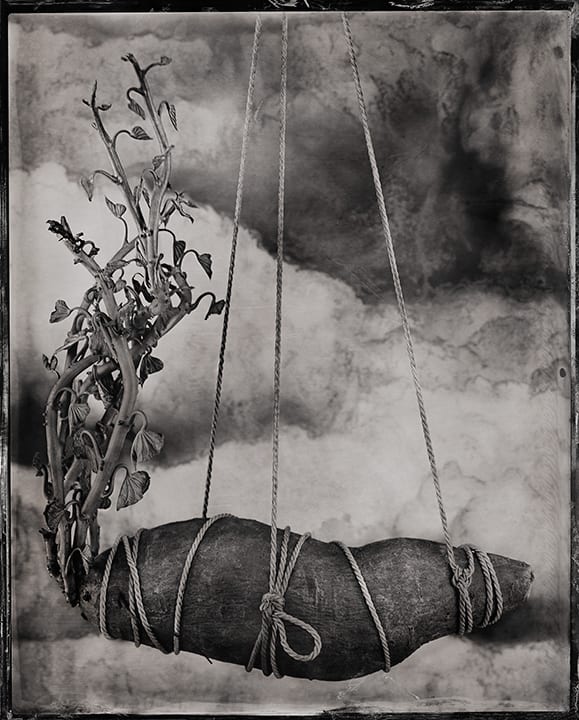 Sweet Potato  Image: This image is only sold as limited editioned Platinum/Palladium prints on handmade Japanese Gampi paper. Three editioned sizes are available.
