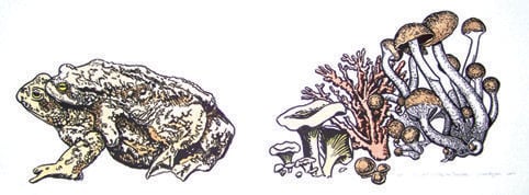 Two Toads Together and Toadstools by Jonas Ropponen 