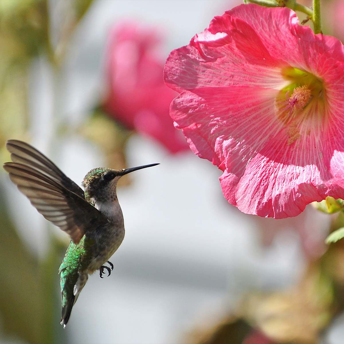 Hummingbird & Hollyhock by Brenda Cardiff 
