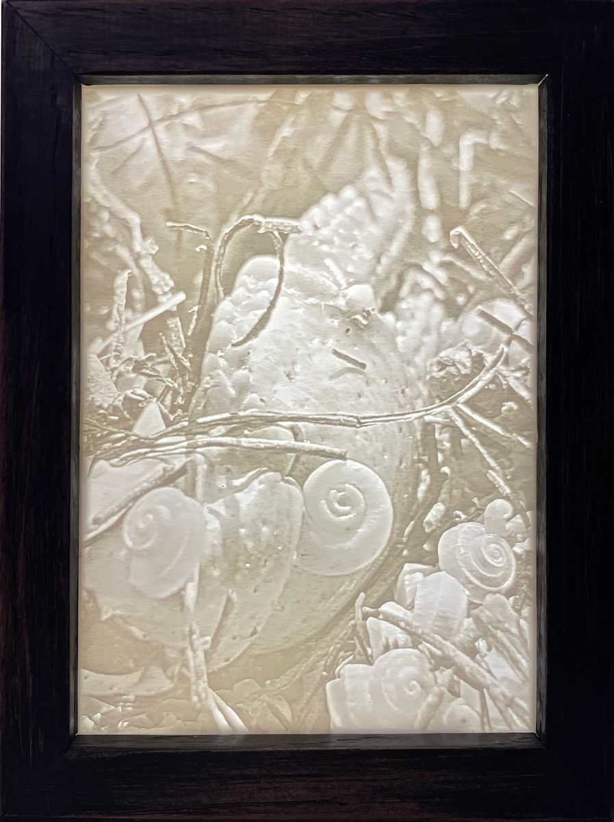 Shellie by Jeffrey Taylor 