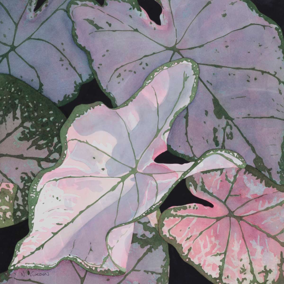 Sun Dappled Caladium by Nanc Gordon 