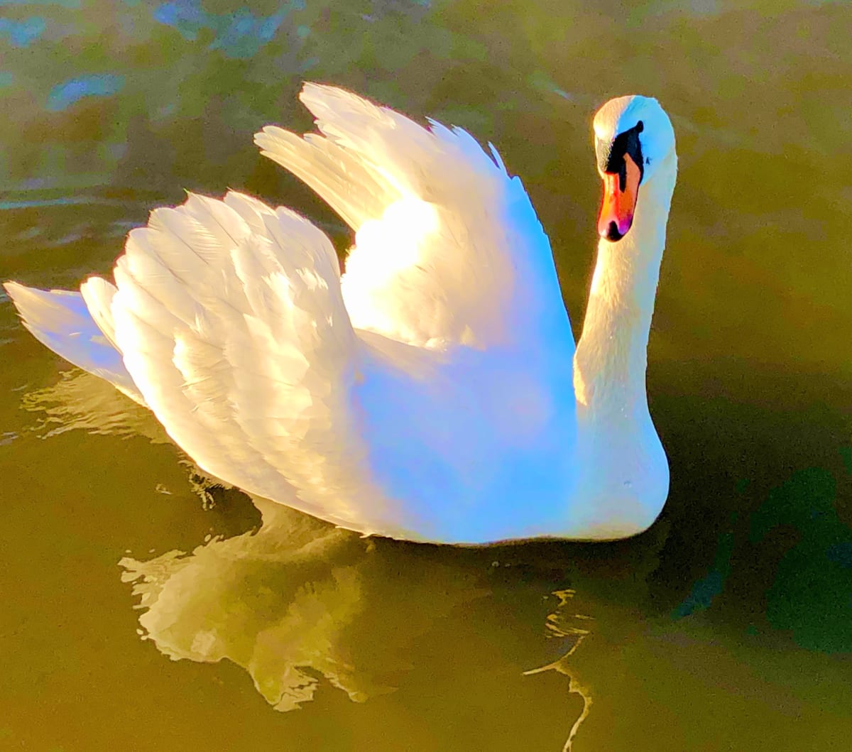 Swan Dance  Image: Photograph