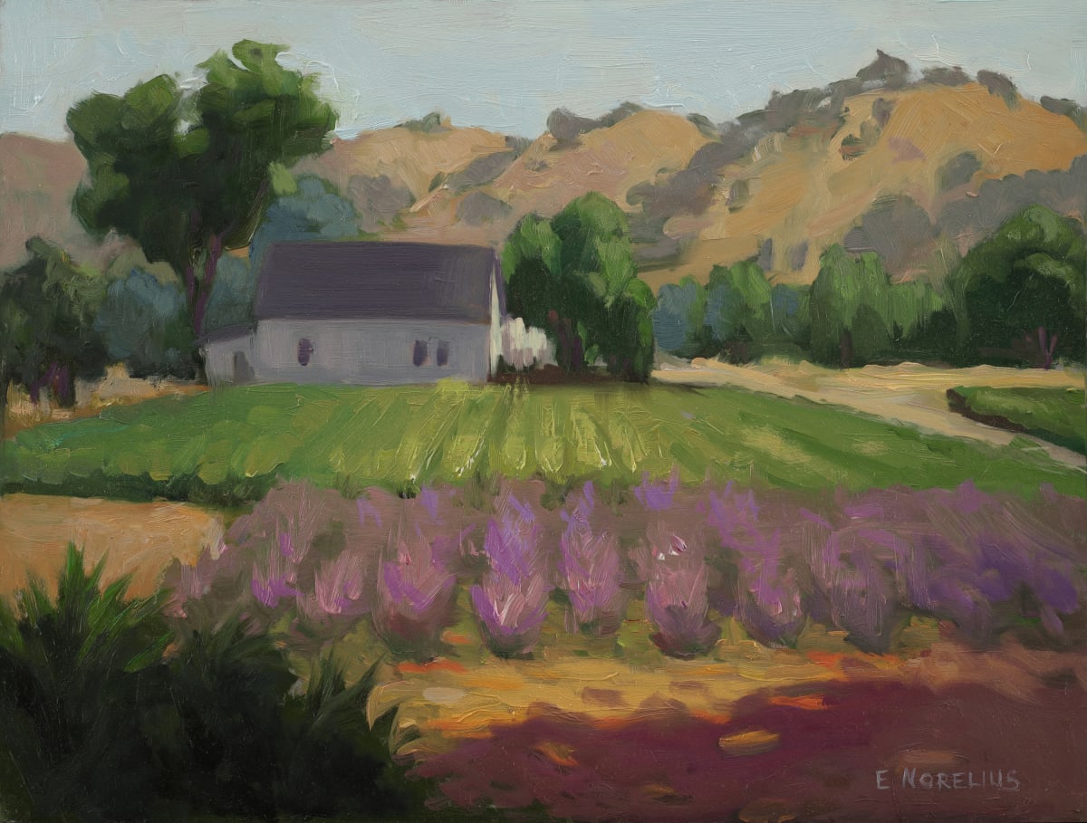 Capay Valley Fields of Lavendar by Erica Norelius 