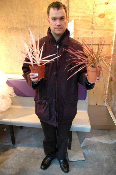 Tantamount (plant) by Gelitin 