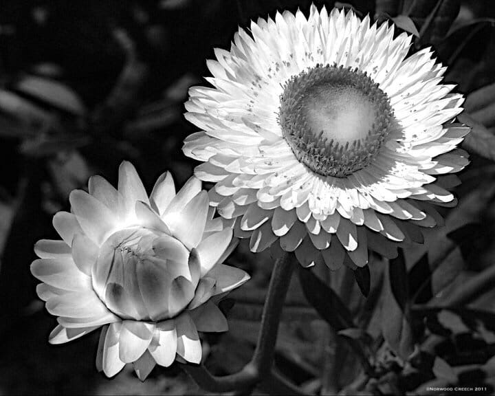 B/W Strawflower by Norwood Creech 