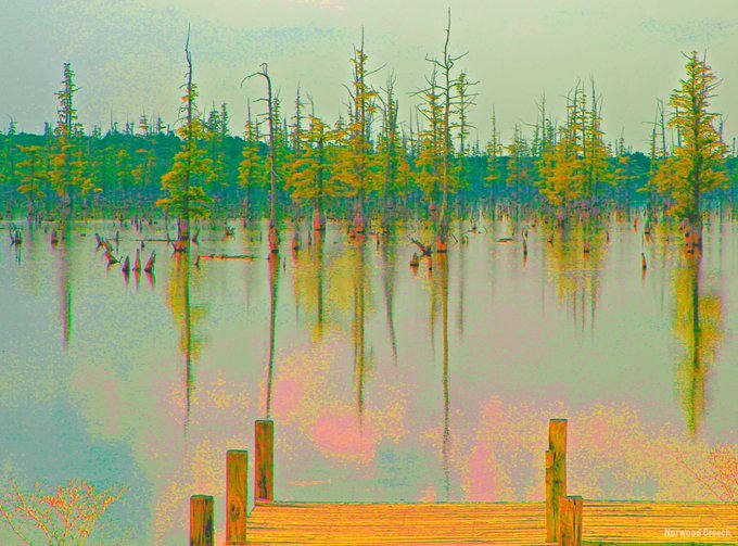 Cypress at Mallard Lake # 25, Big Lake National Wildlife Park, Manila, Mississippi County, Arkansas 