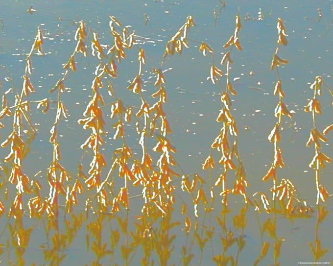 Blue and Tan Soybeans (in Water) by Norwood Creech 
