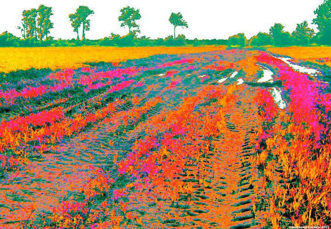 Ruts - Pink and Green, St Francis-Little River Floodway / Sunken Lands, Poinsett County, Arkansas 