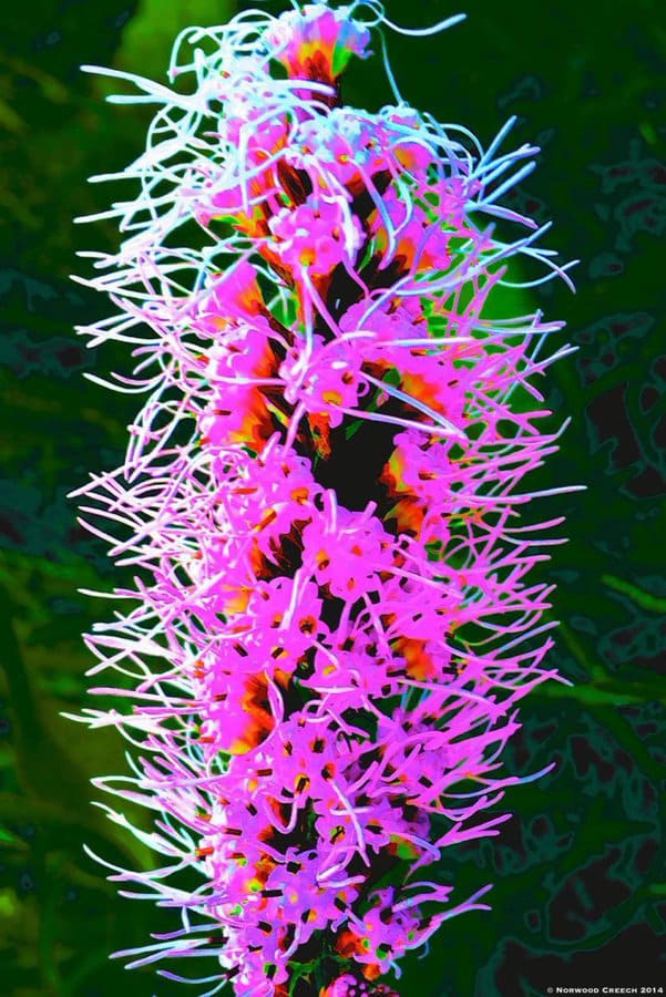 Liatris 7 by Norwood Creech 