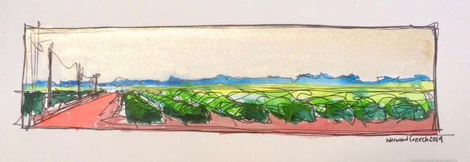 Cotton with Gold Sky (Looking to the Floodway), County Road 837, Craighead County, Arkansas 