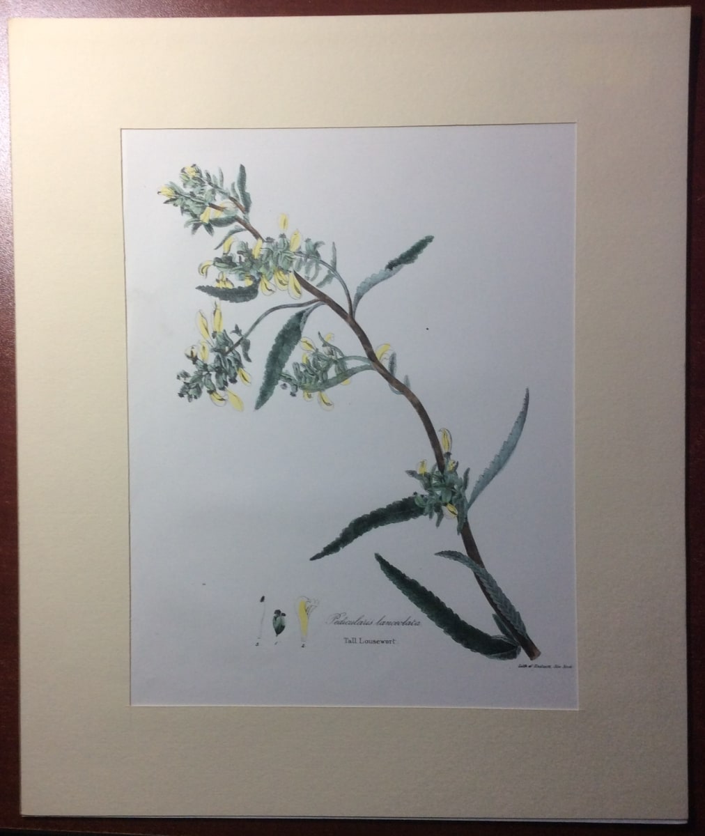 Tall Lousewort  1843 Litho by John Torrey 