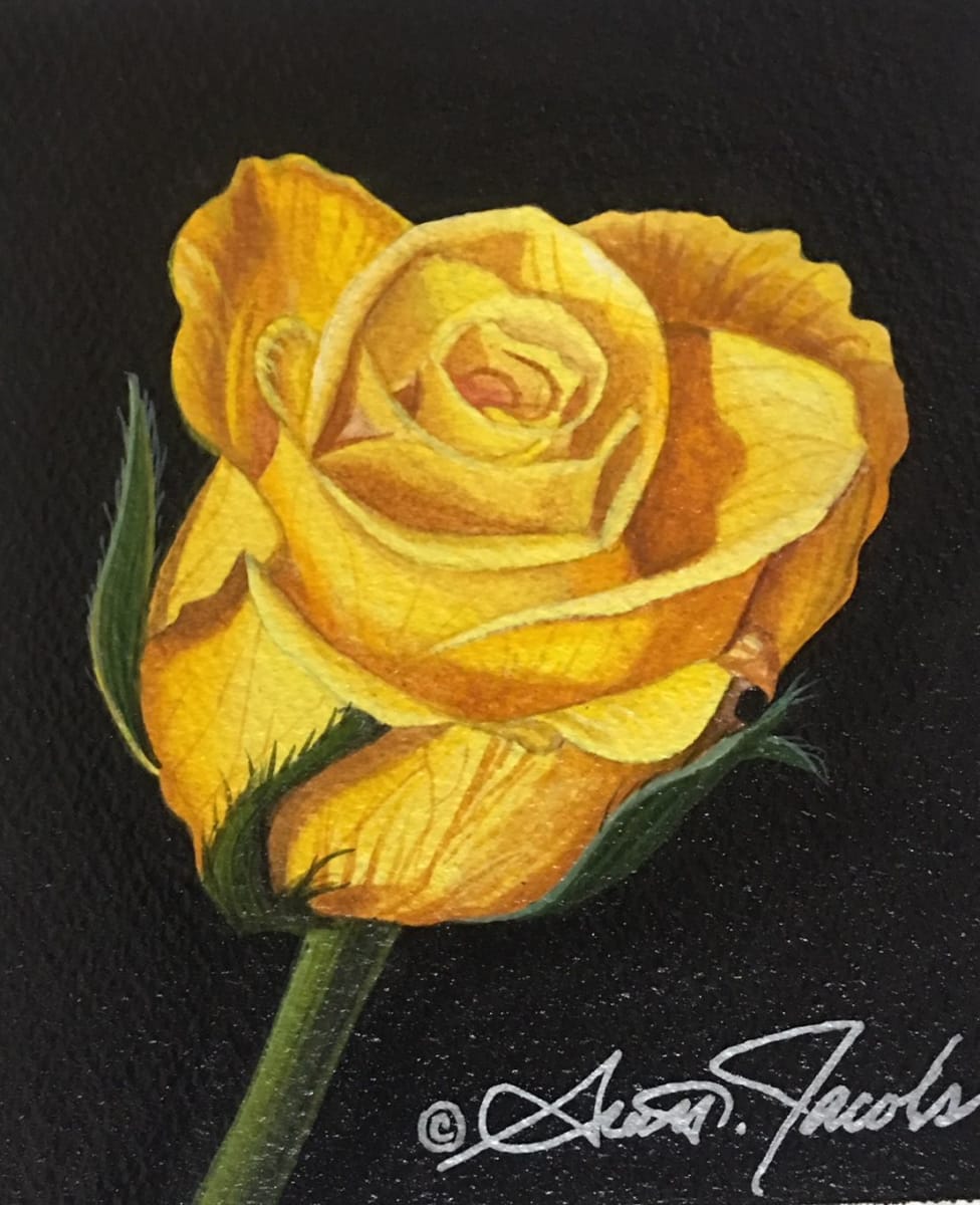 Yellow Rose by Scott Jacobs  Image: Watercolor and acrylic on arches paper.