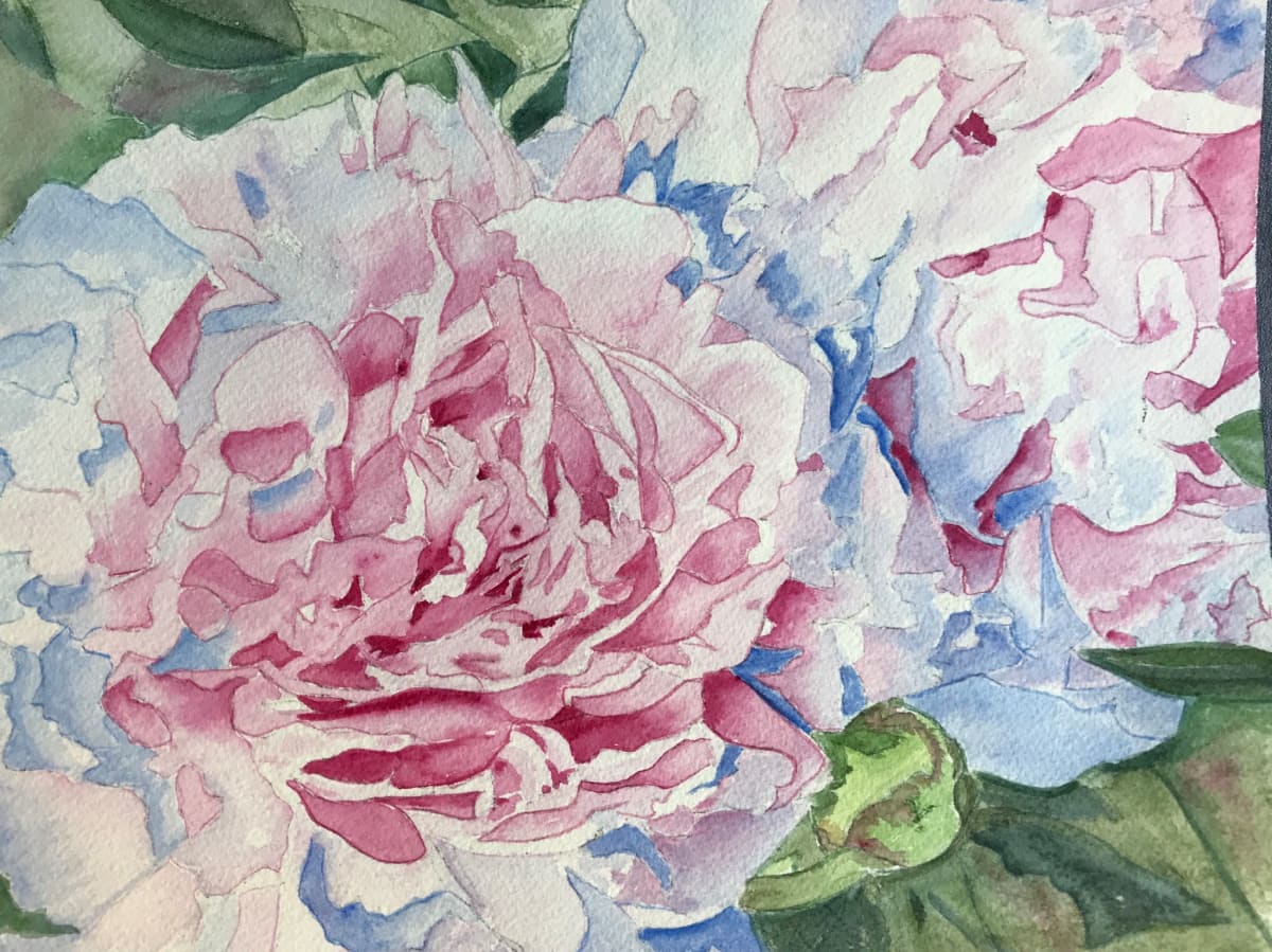 Peonies 