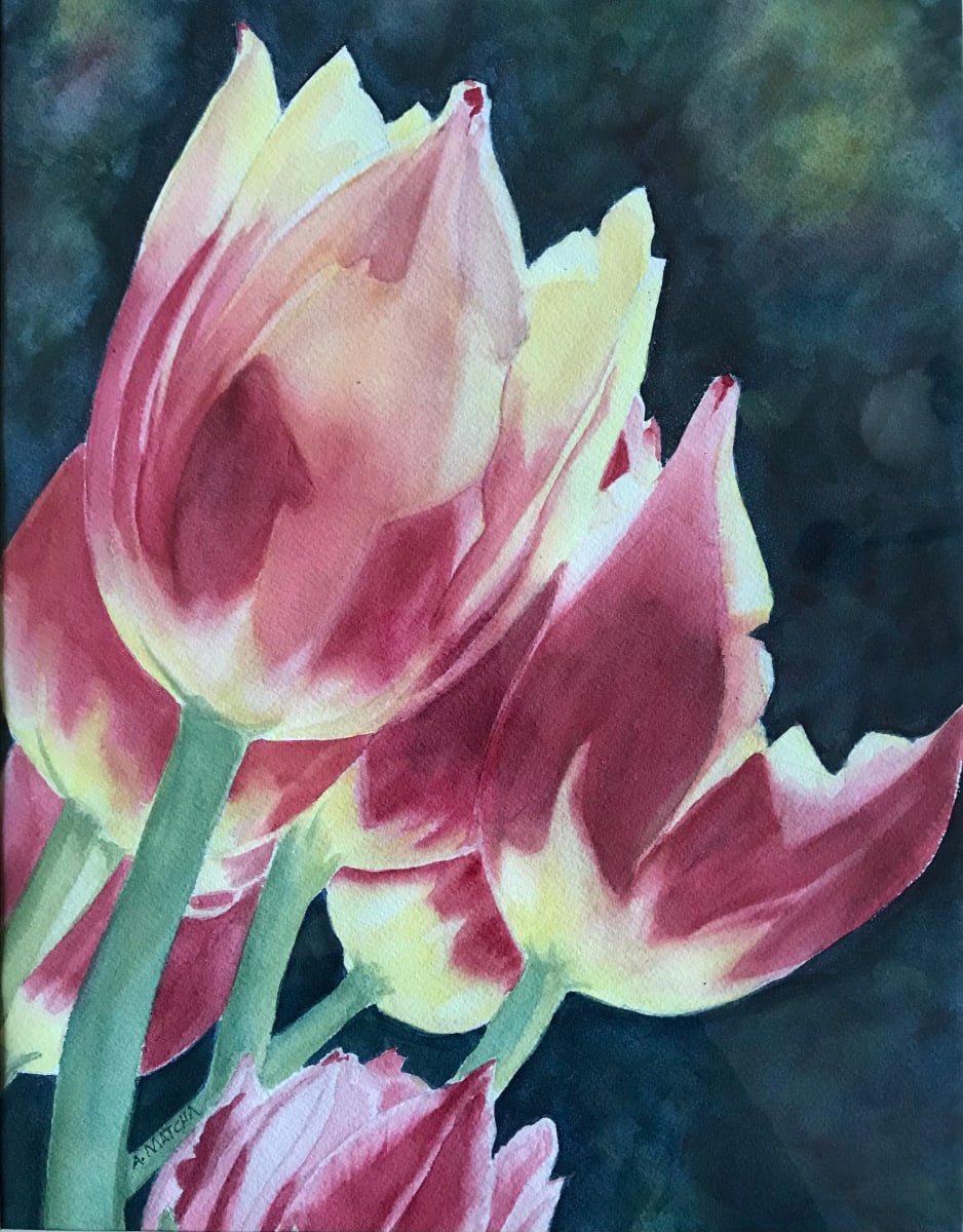 Tulips 