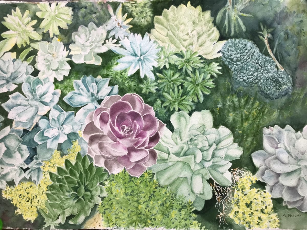 Succulents 