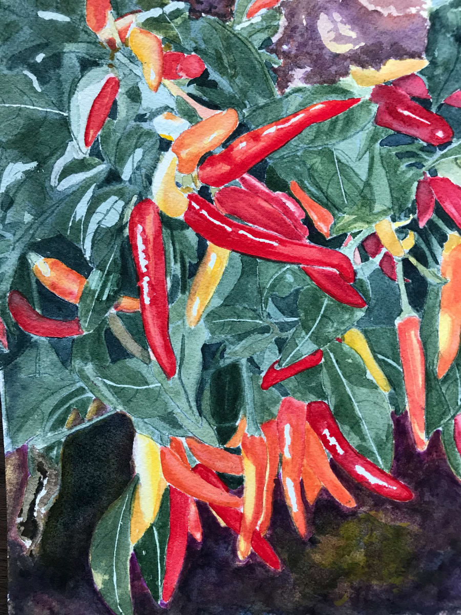 Hot Peppers in the Garden 