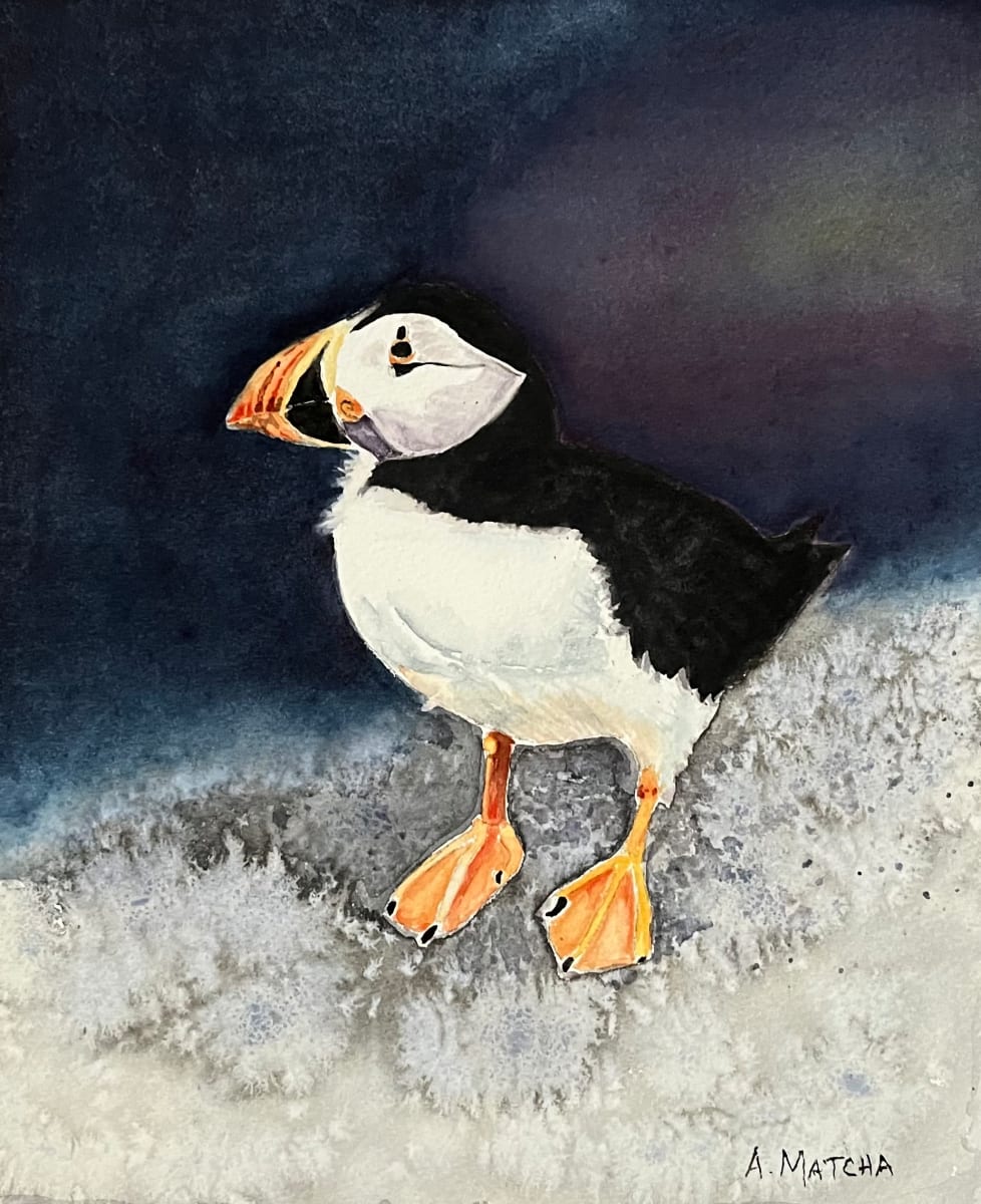 Puffin by Anita Matcha 