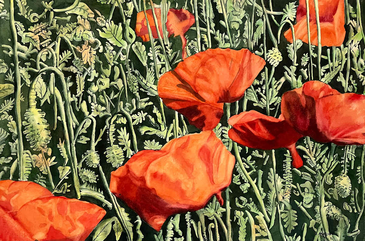 Poppies by Anita Matcha 