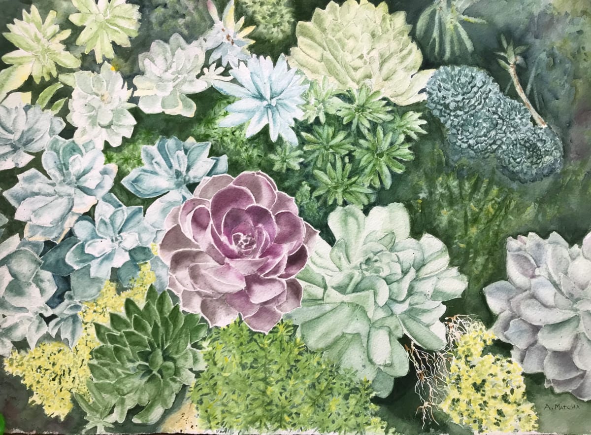 Succulents by Anita Matcha 
