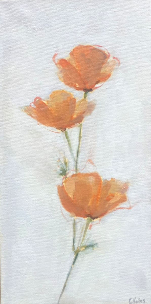 California poppies 