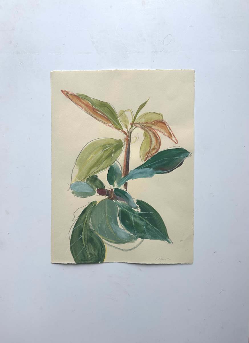 magnolia study by Christen Yates, Image 4.