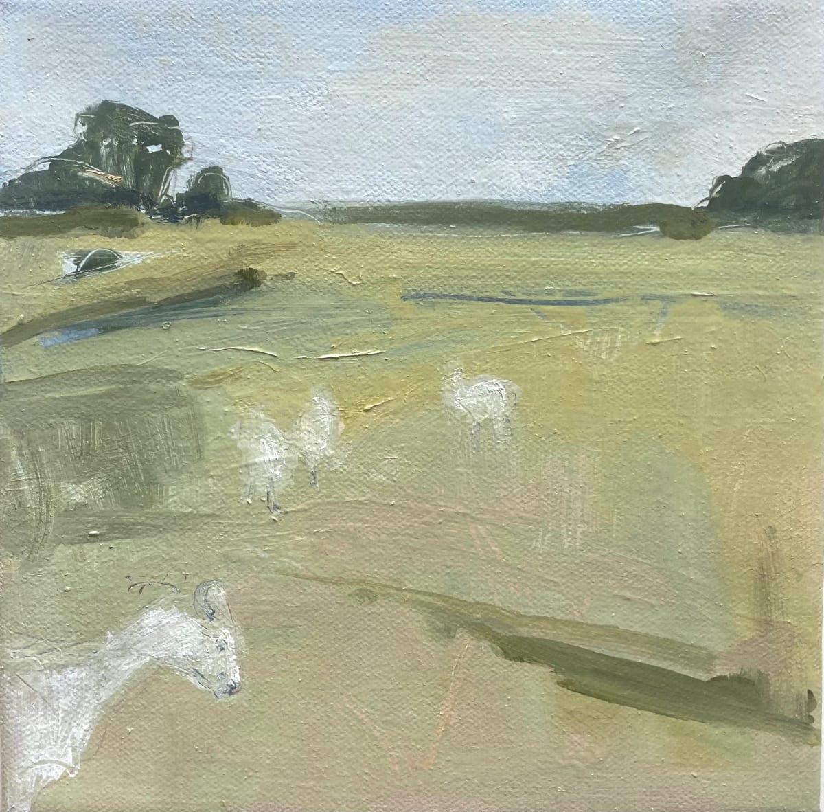 goats in the field 