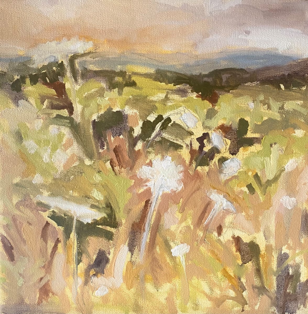 queen anne's lace (study) 