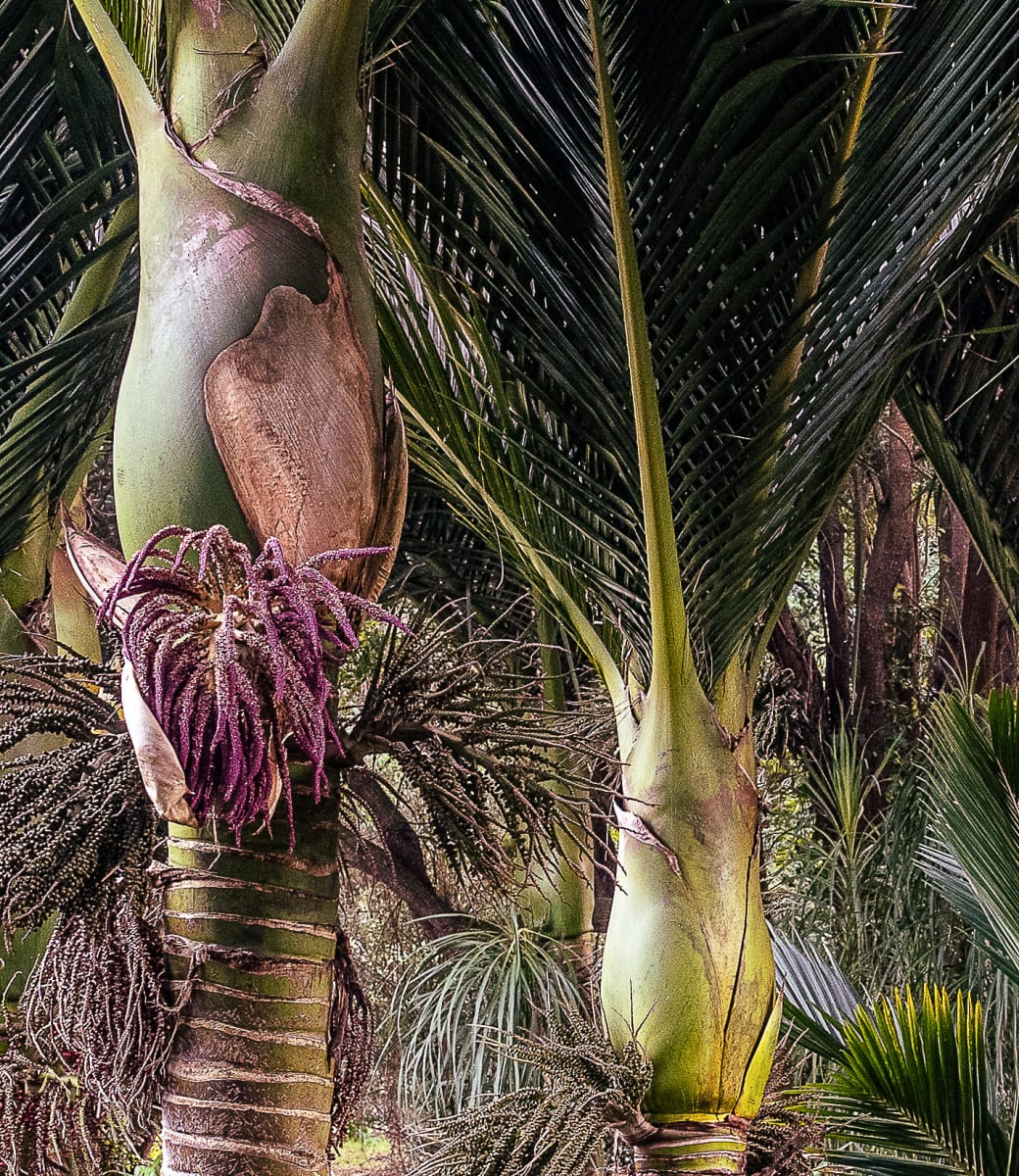 Dating Palms (You Brought Me Flowers) 