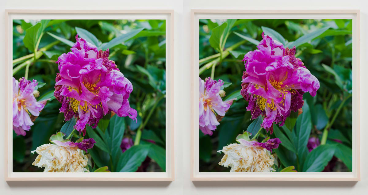 Two Petals Fall (After Masaoka Shiki) by Spencer Finch, Image 1.
