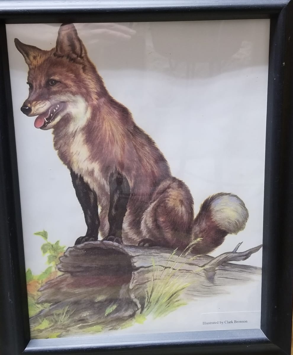 Print (Fox) by Clark Bronson 