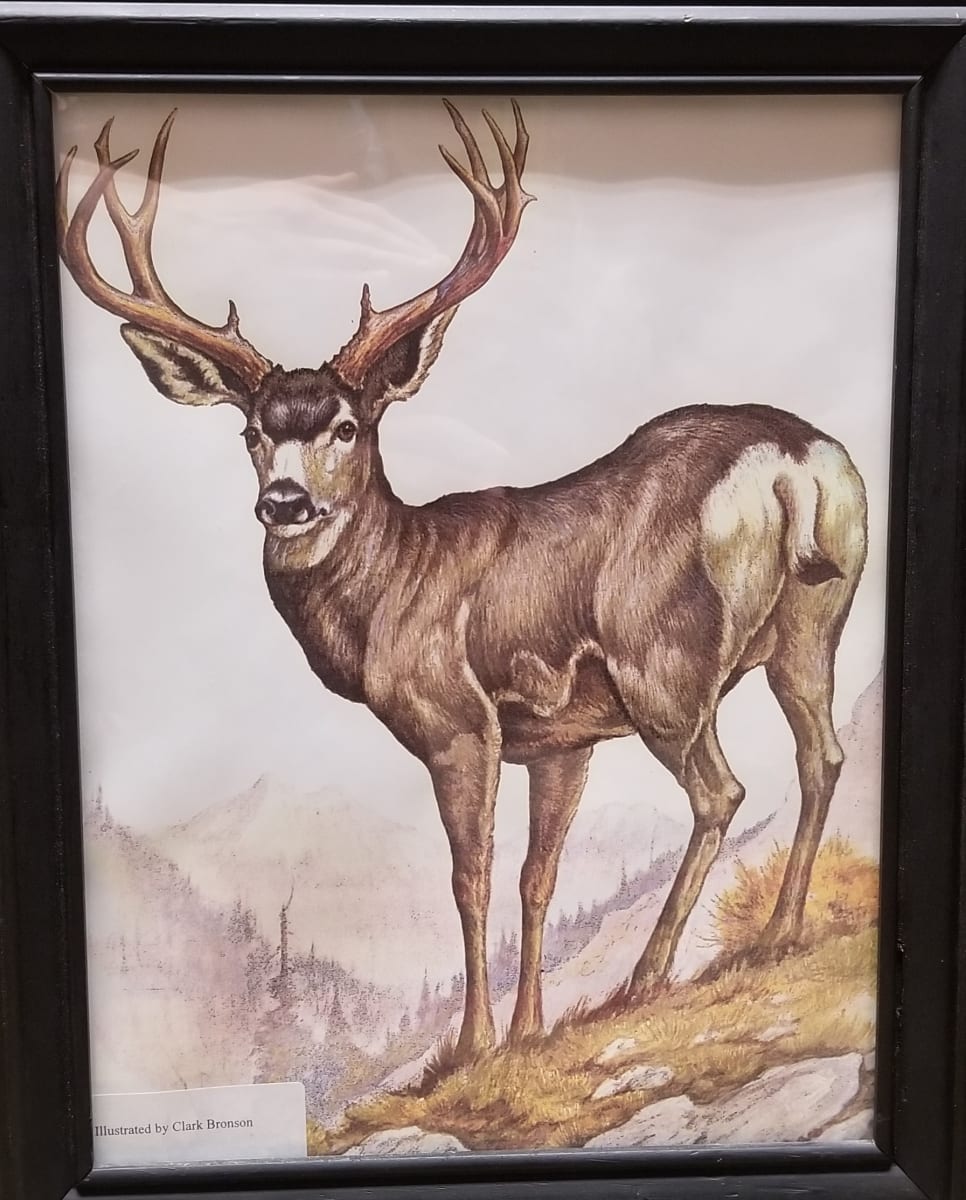 Print (Buck) by Clark Bronson 