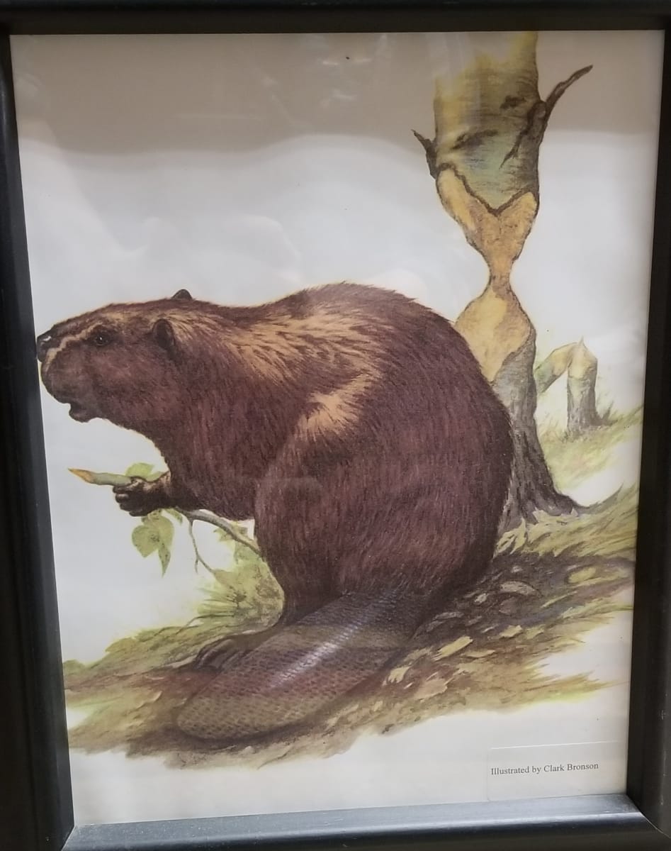 Print (Beaver) by Clark Bronson 