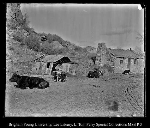 [Cattle] by George Beard  Image: Cattle and an old shack.