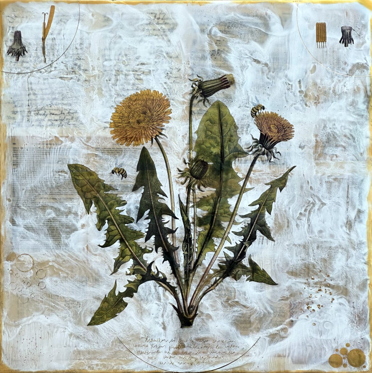 Dandelion by Shannon Amidon 