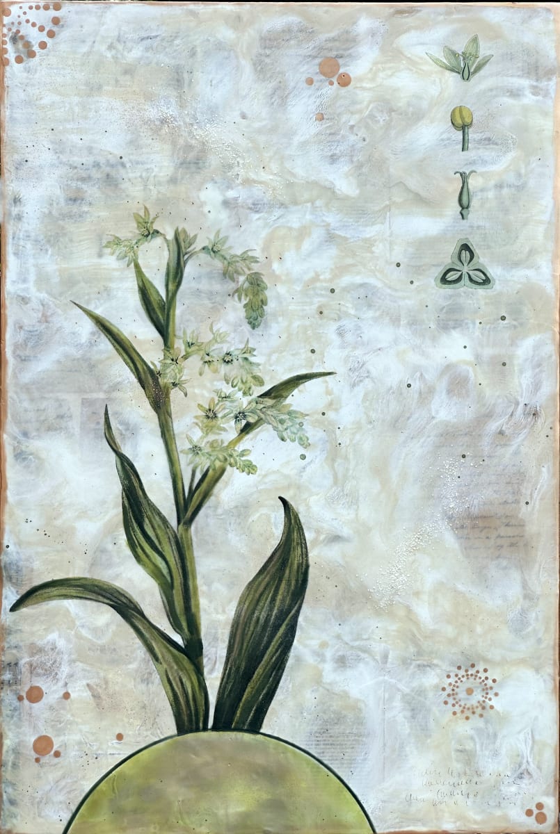 False Hellebore by Shannon Amidon 