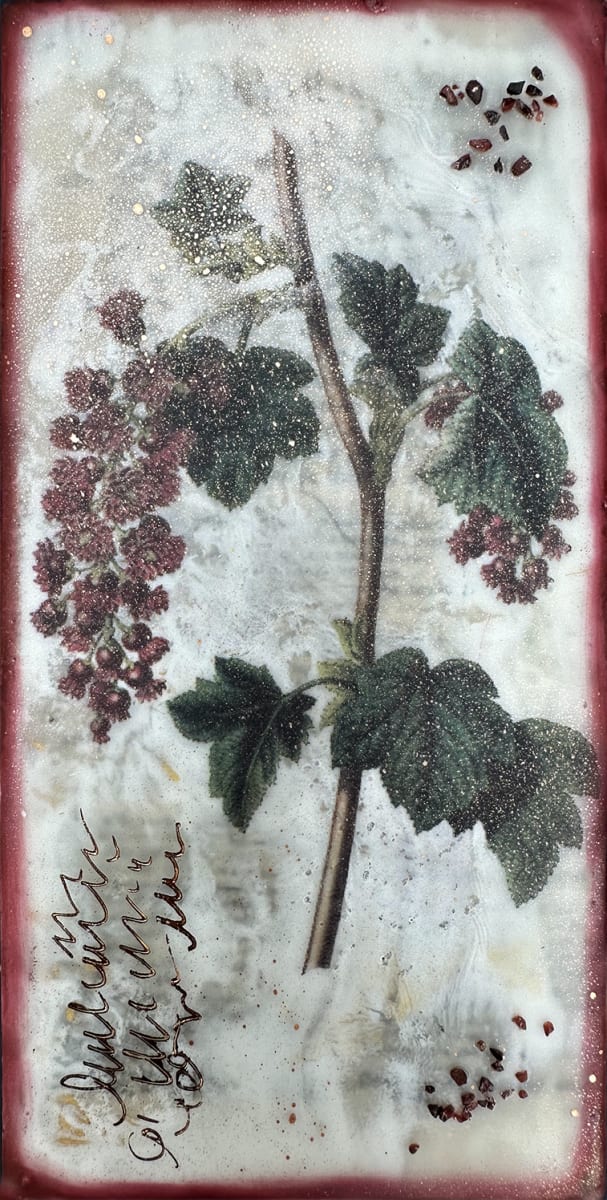 Red Flowering Currant by Shannon Amidon 