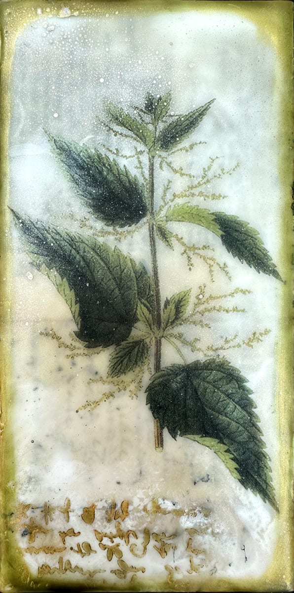 Stinging Nettle by Shannon Amidon 