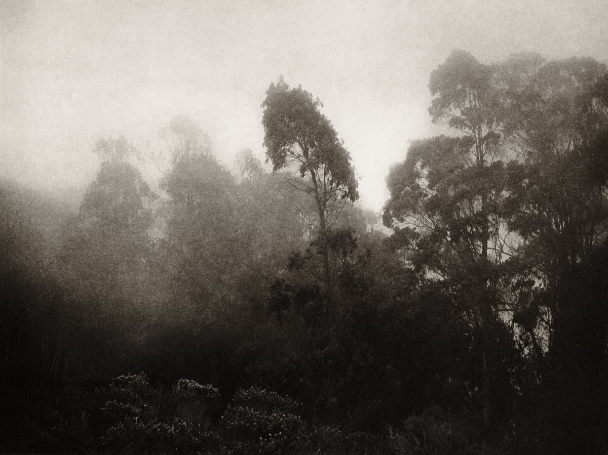 Eucalyptus in the Fog by Unai San Martin 