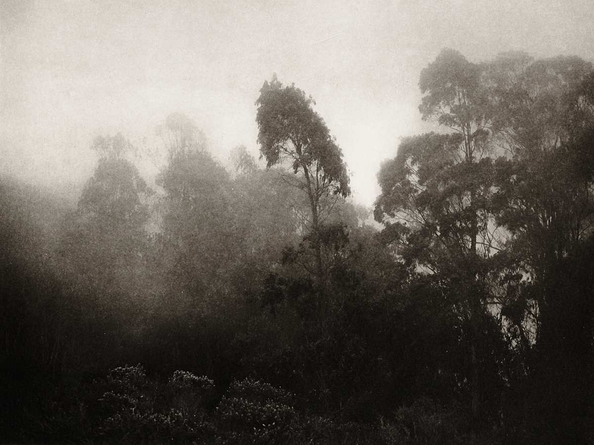 Eucalyptus in the Fog by Unai San Martin, Image 9.