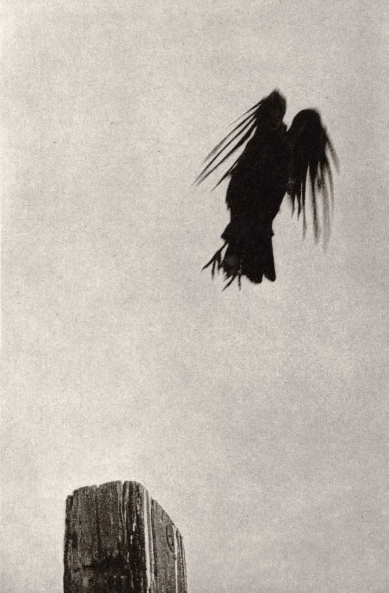 The Raven by Unai San Martin 