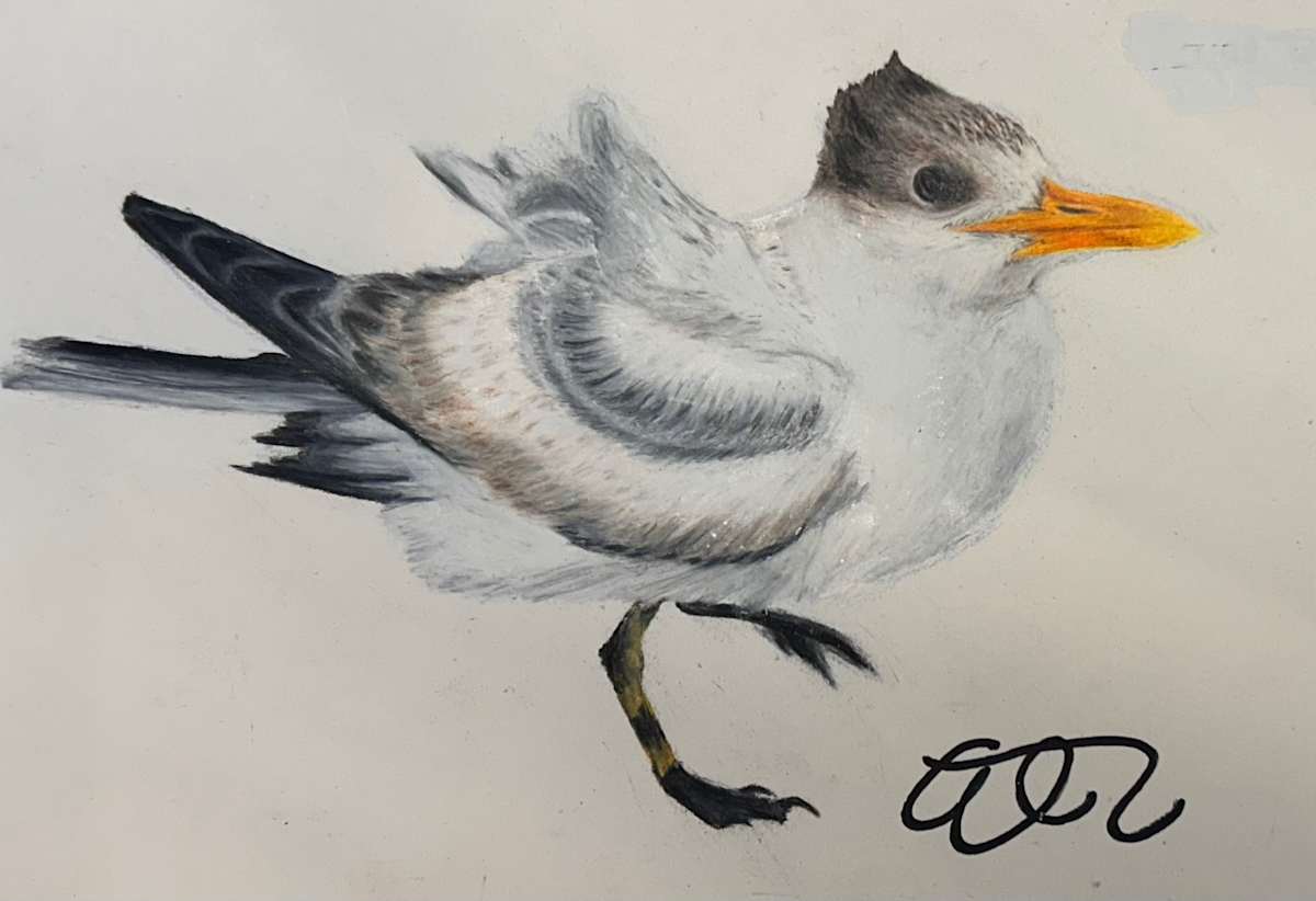 Royal Tern by Ashley Taylor 