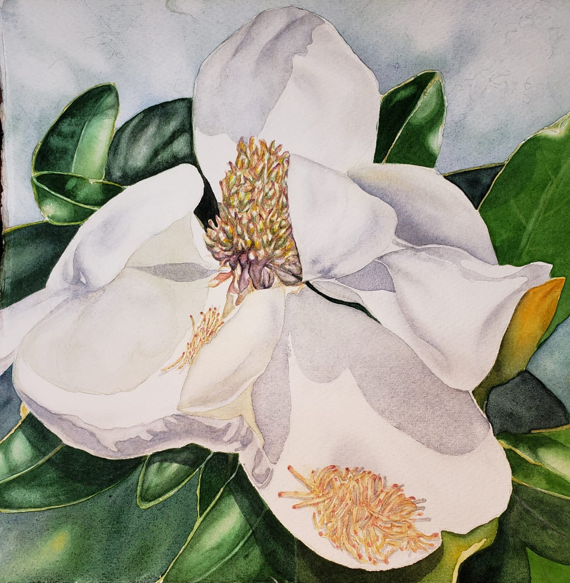 Magnolia by Merri Chester 