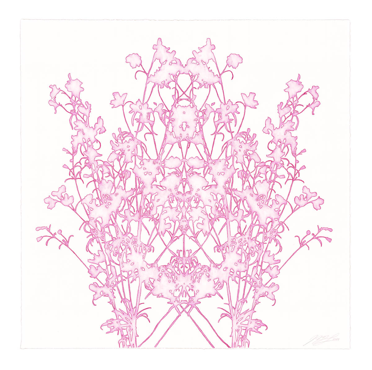 Lace study 5 (larkspur) by J Myszka Lewis 