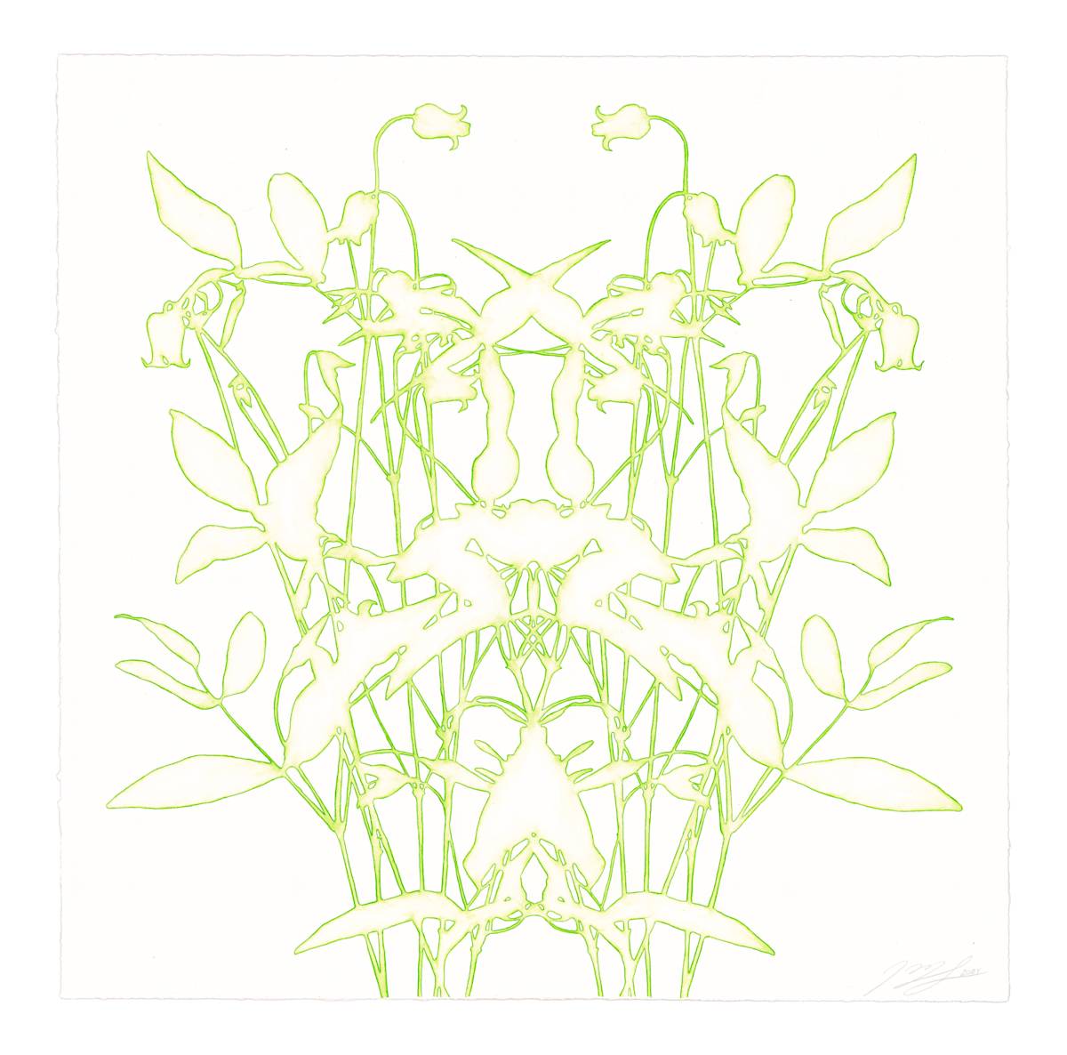 Lace study 6 (bell clematis) by J Myszka Lewis, Image 3.