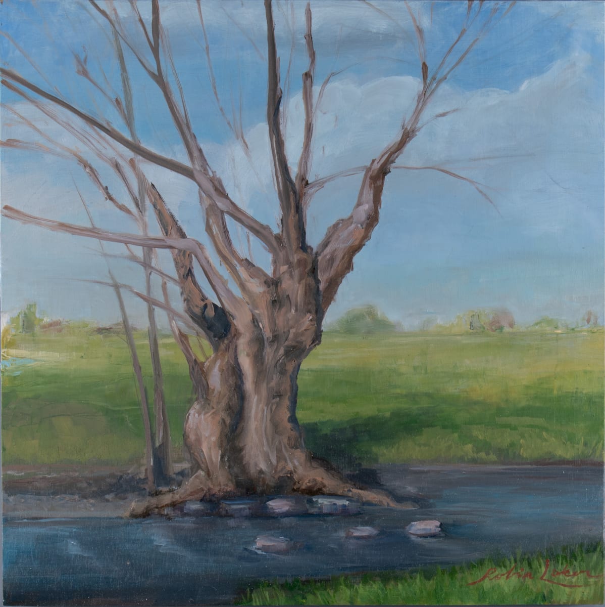 Methuselah by Robin Luker 