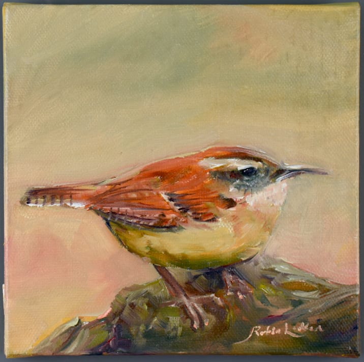 House Wren (Troglodytes aedon), Image 3.