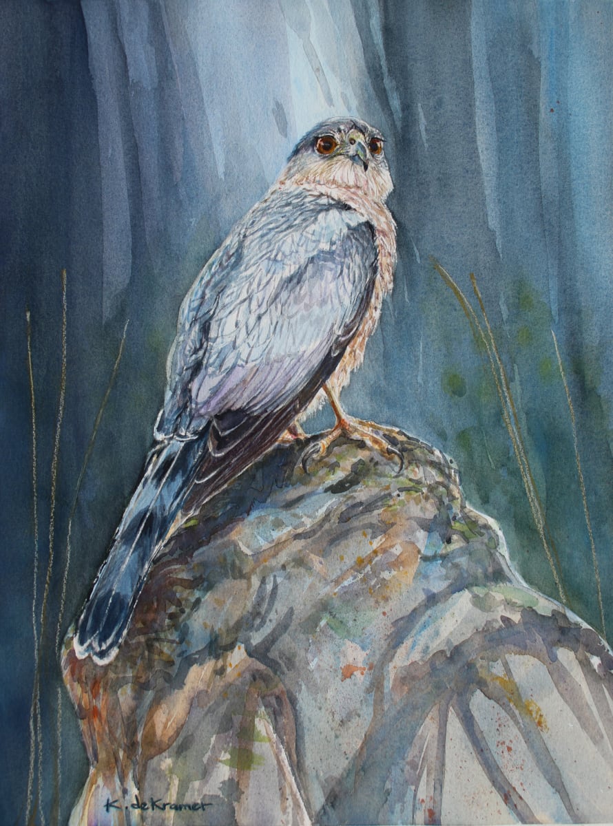 Cooper's Hawk (on rock) 