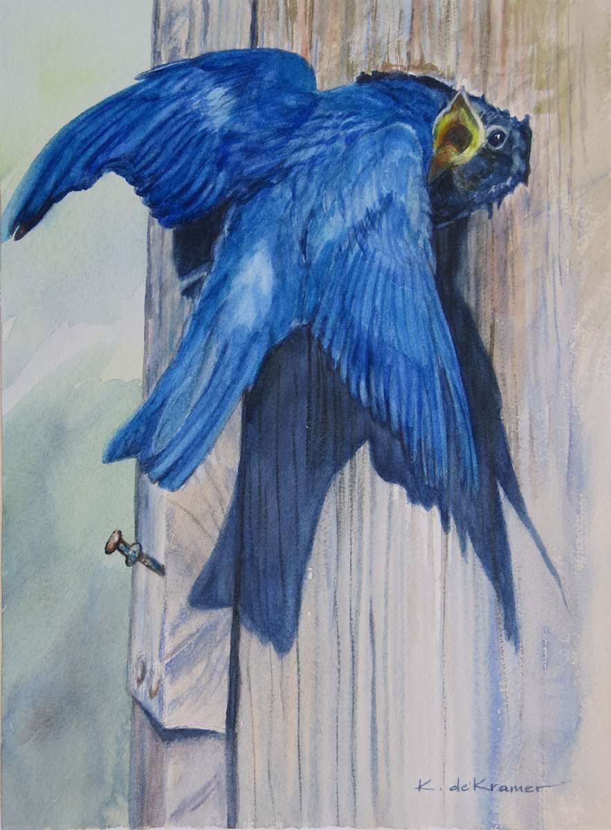 Feed Me! -Mountain Bluebird by Karyn deKramer, Image 2.