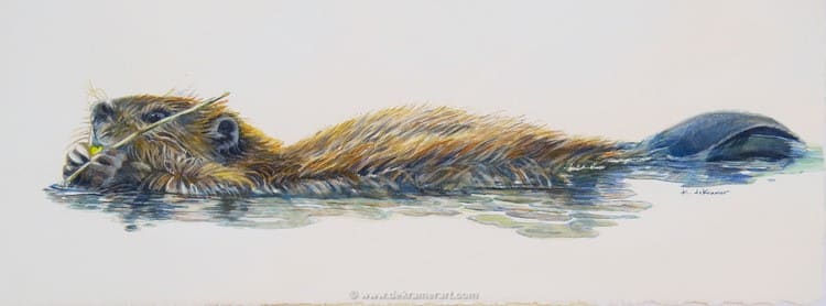 Young Beaver by Karyn deKramer 