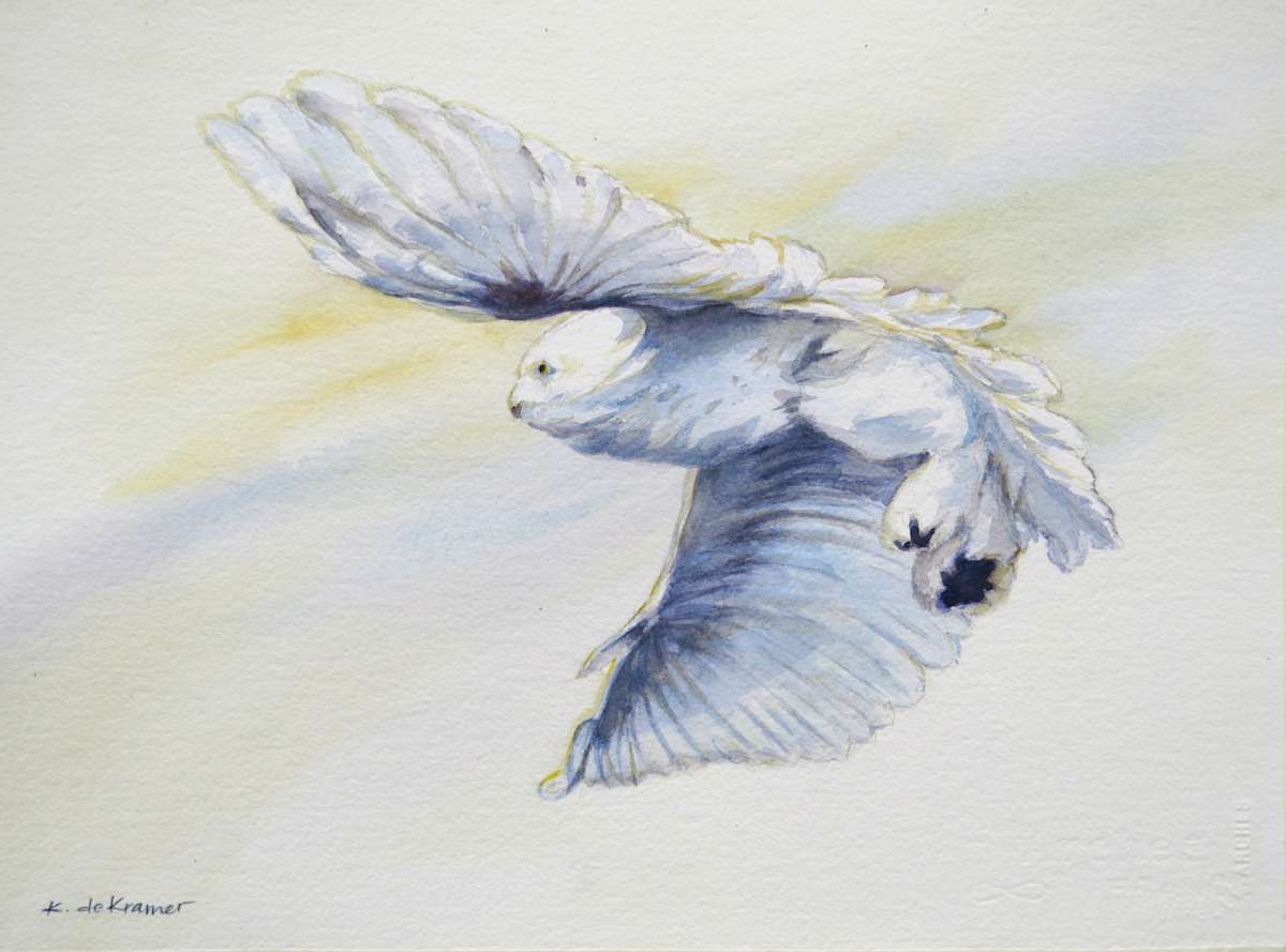 Snowy Owl Flight by Karyn deKramer, Image 2.